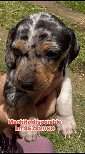 Perritos Salchichas - Imagen 4