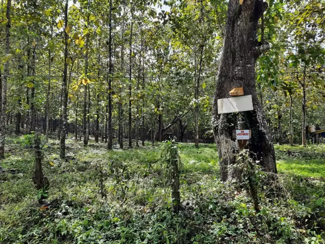 Terreno en Santiago de Cóbano - Imagen 3