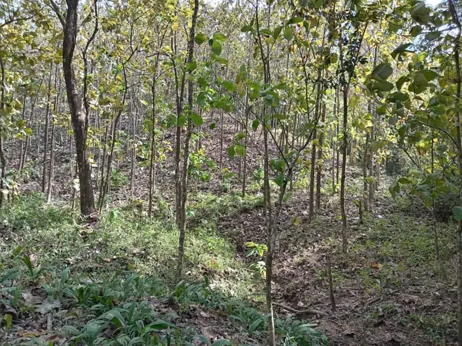 Terreno en Santiago de Cóbano - Imagen 4