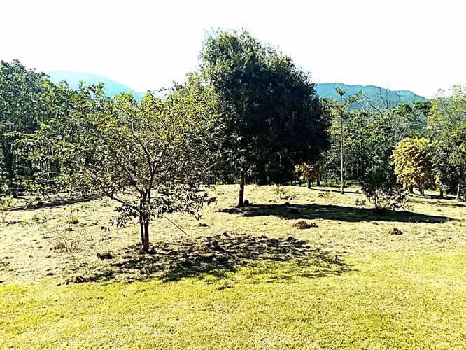 Se vende finca San Ramón San Lorenzo 75 mill colones GANGA - Imagen 6