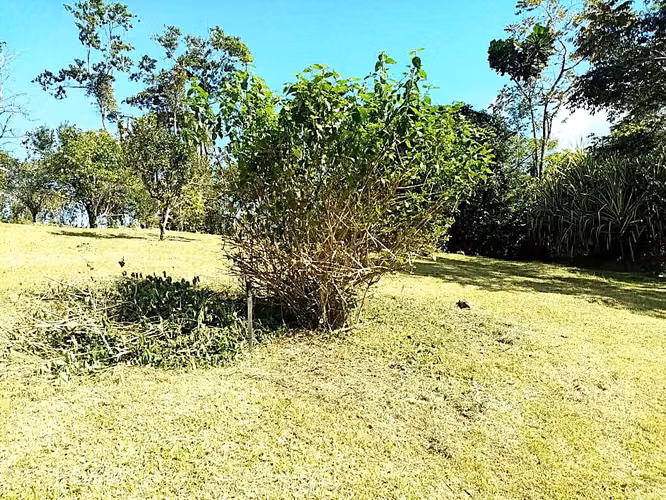 Se vende finca San Ramón San Lorenzo 75 mill colones GANGA - Imagen 11