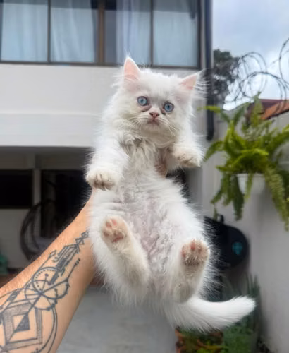 Gatos baratos