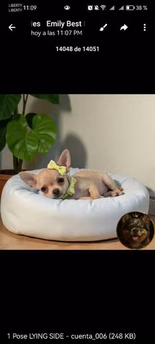 Chihuahua - Imagen 7