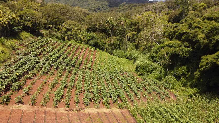 Propiedad con Agua Todo el Año, Ideal para Vivero o Agricultura