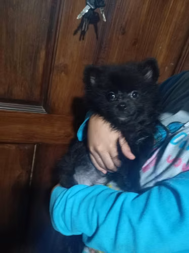 Pomerania Spitz Aleman - Imagen 2