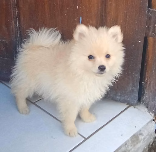 Pomerania Spitz Aleman