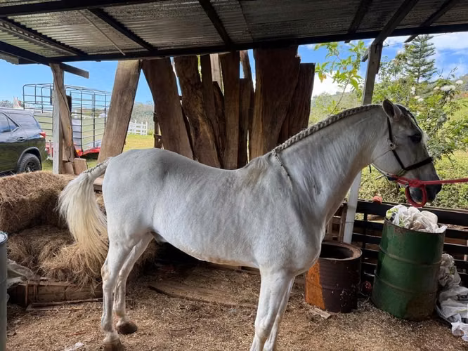 Caballo Español