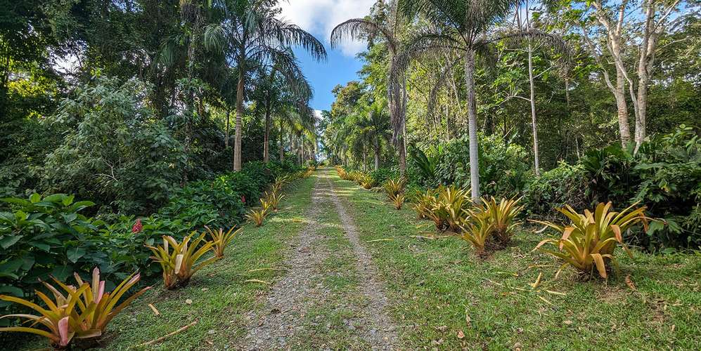 Lote en Talamanca Puerto Viejo Bio Caribe - Ecoaldea privada - Fibra - Imagen 6