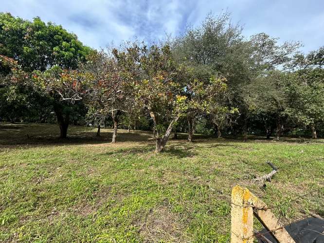 10,346 m² Lot with Fruit Trees in Orotina, Alajuela