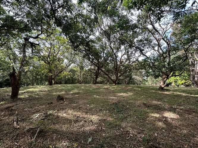 Terreno de 10,346 m² con árboles frutales en Orotina, Alajuela