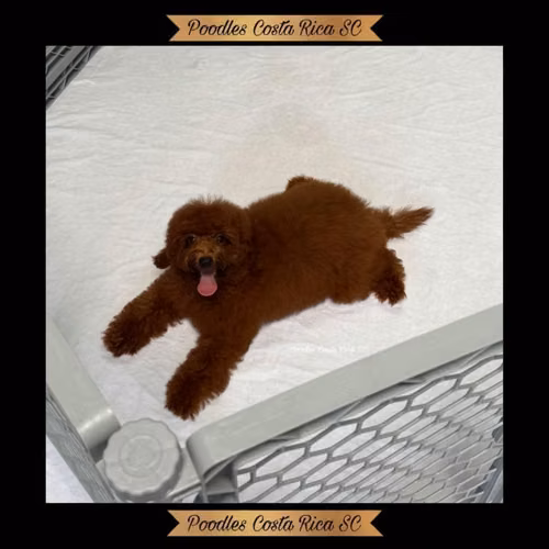 French Poodle - Imagen 3