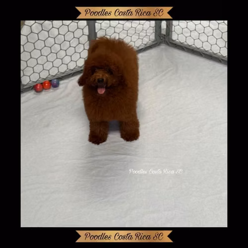 French Poodle
