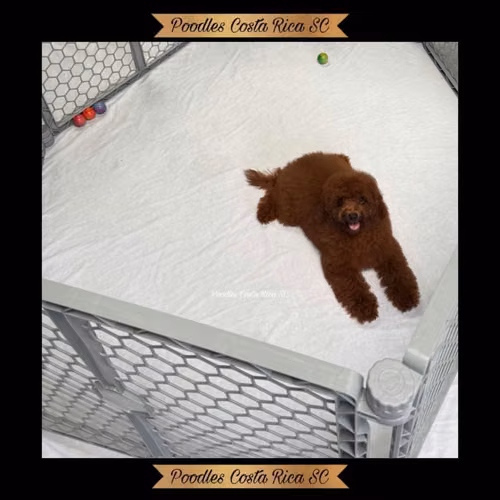 French Poodle - Imagen 2