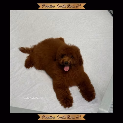 French Poodle - Imagen 4