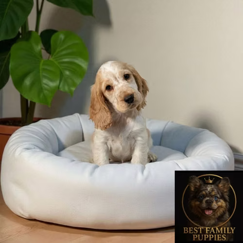 Cachorro COCKER SPANIEL INGLES TRADICIONAL disponible - Imagen 6
