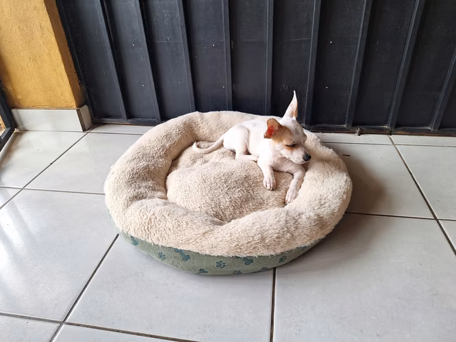 Vendo Perrito Chihuahua tiene 3 meses. Desparasitado y vacunado - Imagen 2