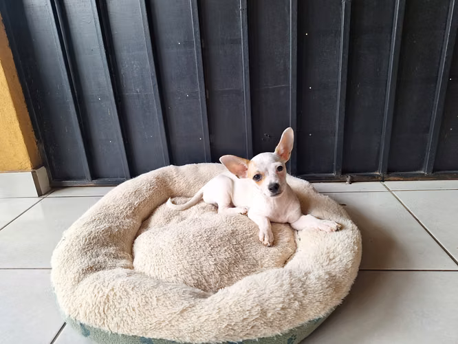 Vendo Perrito Chihuahua tiene 3 meses. Desparasitado y vacunado - Imagen 3