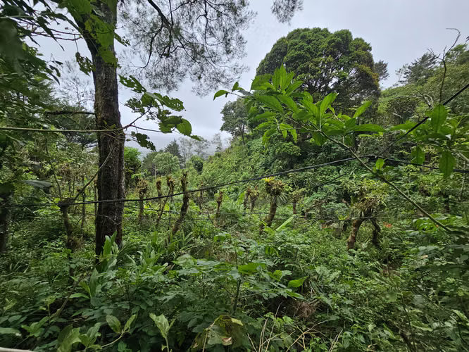 Finca 2.1 Ha con Naciente en León Cortés | 98.5 Millones
