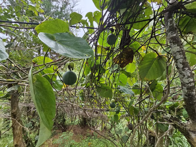 Finca 2.1 Ha con Naciente en León Cortés | 98.5 Millones