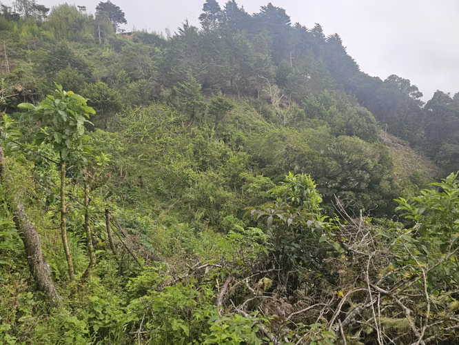 Finca 2.1 Ha con Naciente en León Cortés | 98.5 Millones