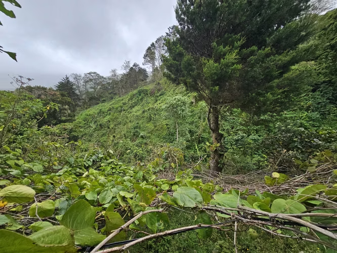 Finca 2.1 Ha con Naciente en León Cortés | 98.5 Millones