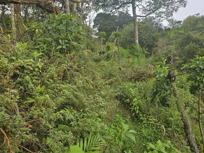 Finca 2.1 Ha con Naciente en León Cortés | 98.5 Millones