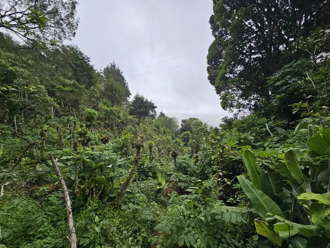 Finca 2.1 Ha con Naciente en León Cortés | 98.5 Millones