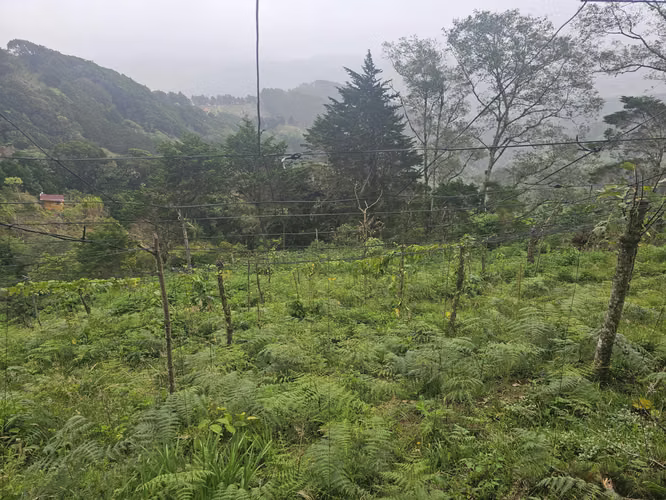 Finca 2.1 Ha con Naciente en León Cortés | 98.5 Millones