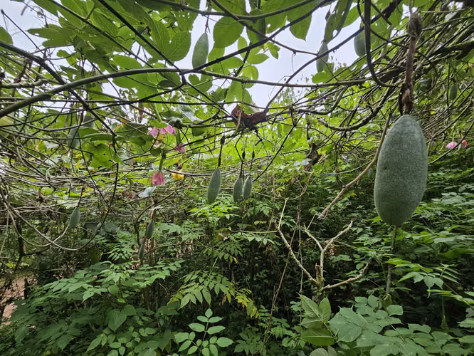 Finca 2.1 Ha con Naciente en León Cortés | 98.5 Millones