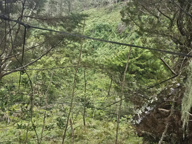 Finca 2.1 Ha con Naciente en León Cortés | 98.5 Millones