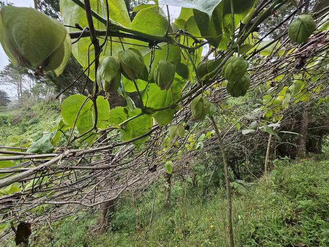 Finca 2.1 Ha con Naciente en León Cortés | 98.5 Millones