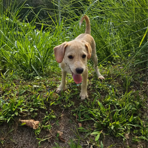 Un chico dulce que busca su hogar definitivo.