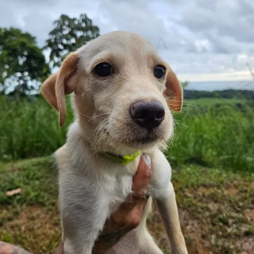 Dulce niña que busca su hogar definitivo. - Imagen 1