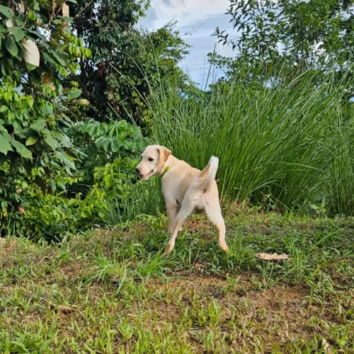 Dulce niña que busca su hogar definitivo. - Imagen 4