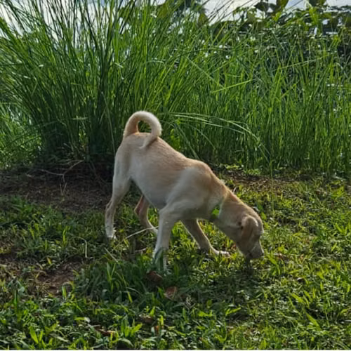 Dulce niña que busca su hogar definitivo. - Imagen 3