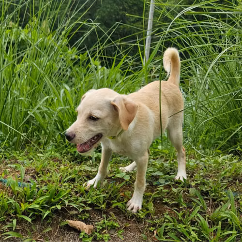 Dulce niña que busca su hogar definitivo. - Imagen 2
