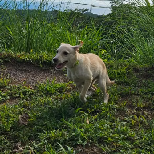 Dulce niña que busca su hogar definitivo. - Imagen 5