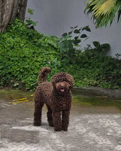 French poddle macho 8 meses