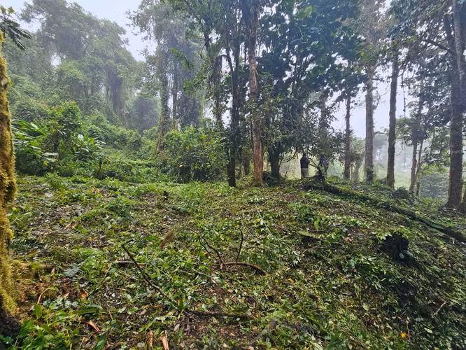 FINCA EN VENTA EN CAÑÓN DEL GUARCO – 6.000 m² CON NACIENTE - 30 MILLONES - Imagen 3