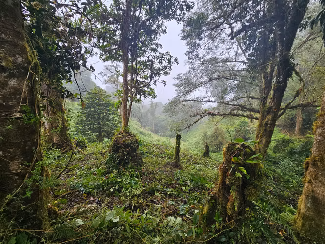 FINCA EN VENTA EN CAÑÓN DEL GUARCO – 6.000 m² CON NACIENTE - 30 MILLONES - Imagen 13