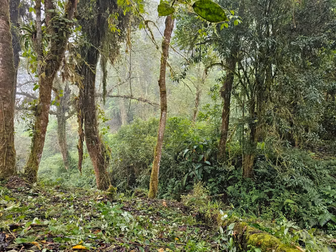 FINCA EN VENTA EN CAÑÓN DEL GUARCO – 6.000 m² CON NACIENTE - 30 MILLONES - Imagen 12