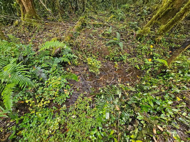 FINCA EN VENTA EN CAÑÓN DEL GUARCO – 6.000 m² CON NACIENTE - 30 MILLONES - Imagen 19