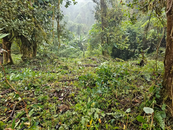 FINCA EN VENTA EN CAÑÓN DEL GUARCO – 6.000 m² CON NACIENTE - 30 MILLONES - Imagen 8
