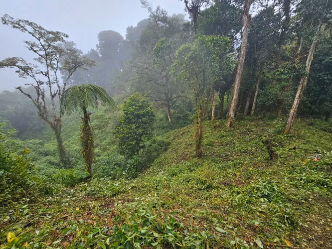 FINCA EN VENTA EN CAÑÓN DEL GUARCO – 6.000 m² CON NACIENTE - 30 MILLONES - Imagen 9