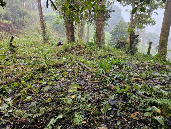 FINCA EN VENTA EN CAÑÓN DEL GUARCO – 6.000 m² CON NACIENTE - 30 MILLONES - Imagen 10