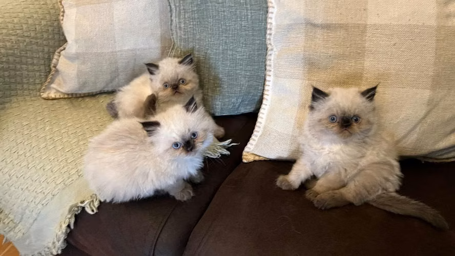 Hermosos bebés Persa Himalaya