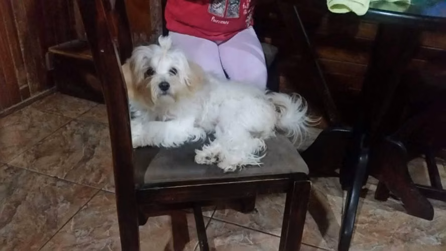 Vendo bellísimos pequines - Imagen 3