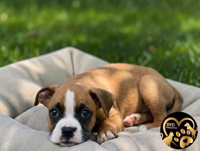 Boxer