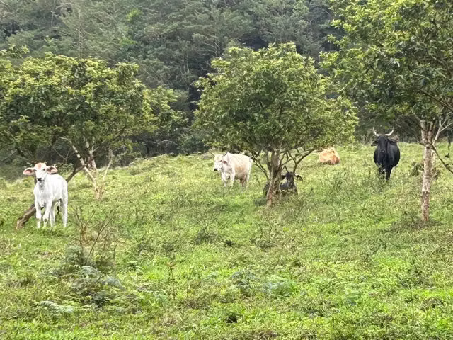 Venta de Lote en Palmital de Puntarenas. 26-15 - Imagen 5
