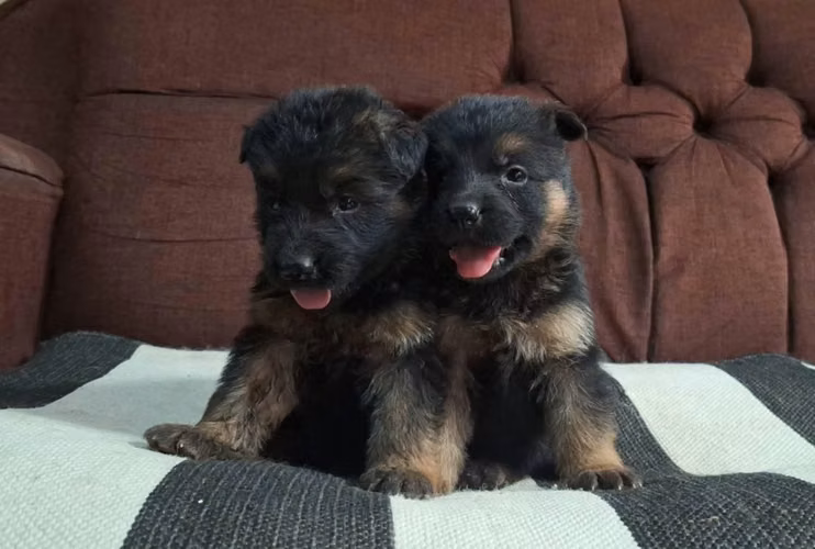 Cachorros pastor alemán - Imagen 2